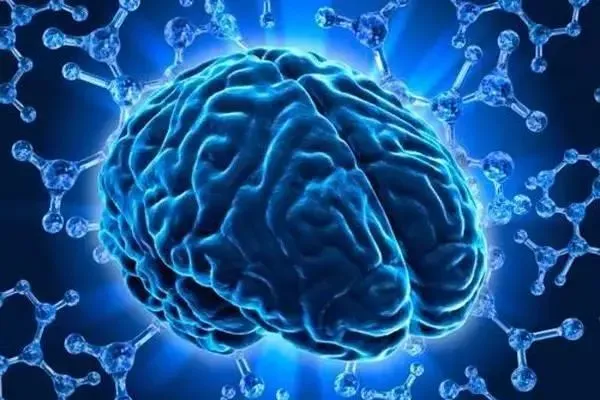 An Overview of Brain Neuroscience